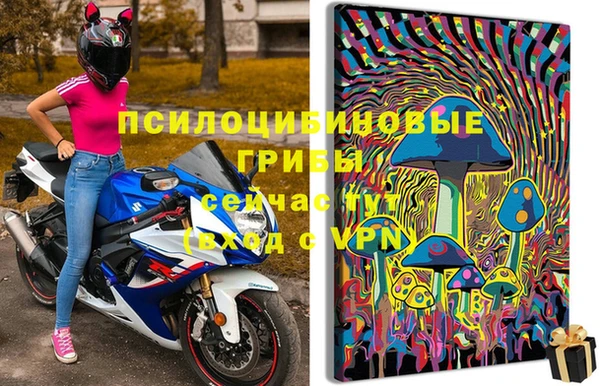 apvp Алзамай